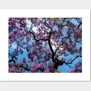 Jacaranda Posters and Art